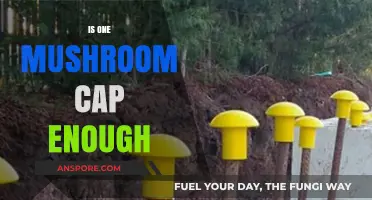 Mushroom Power: One Cap, Many Benefits