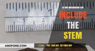 Does a Mushroom Cap Include the Stem? A Culinary and Botanical Insight