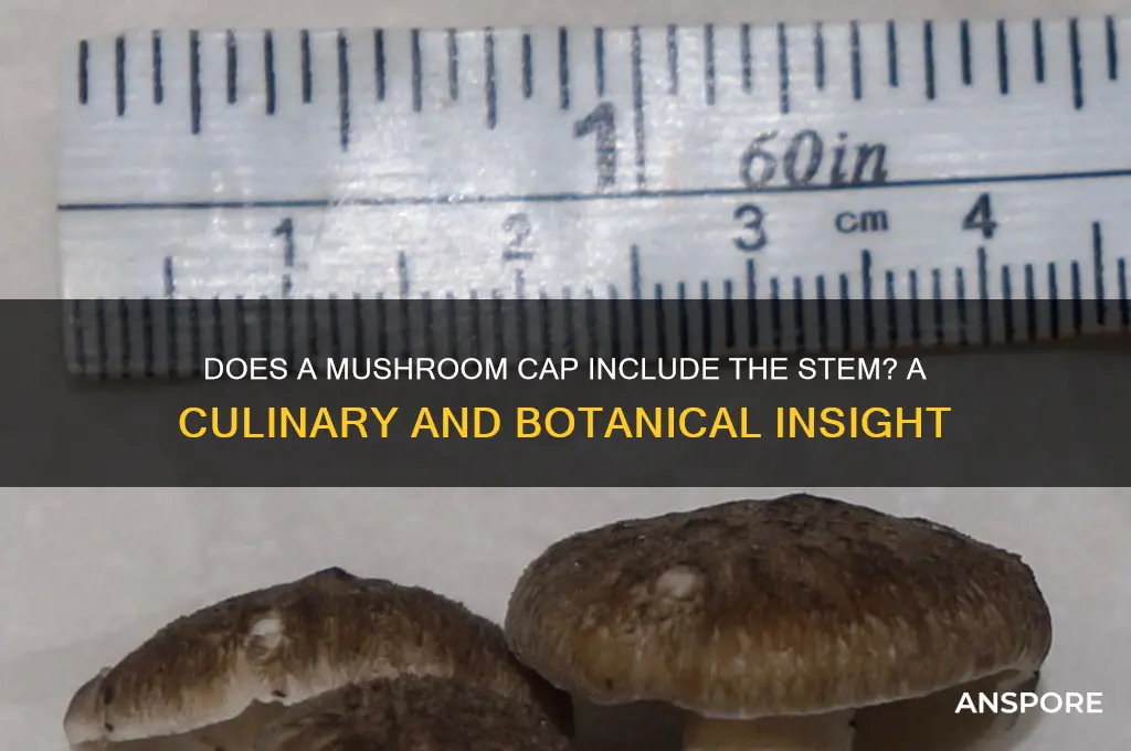is one mushroom cap include the stem