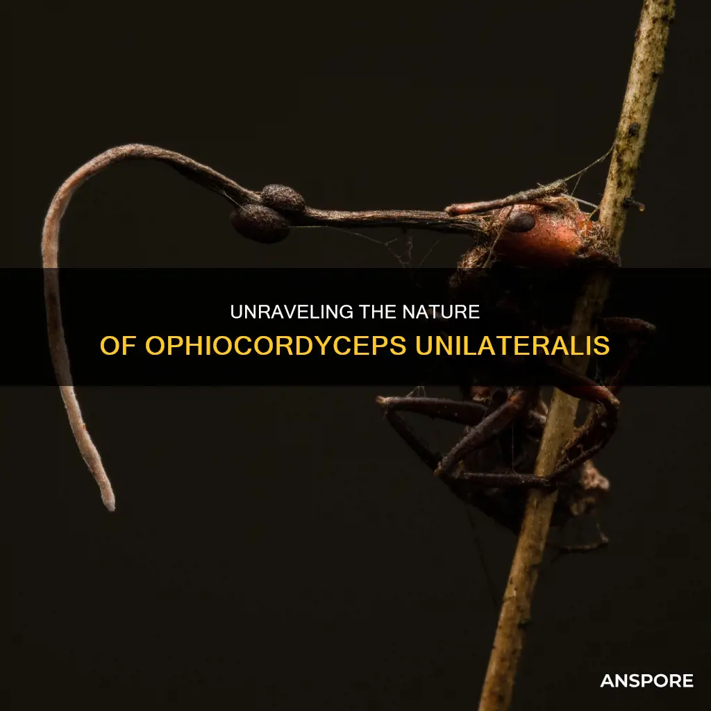 is ophiocordyceps unilateralis a mushroom