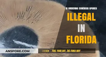 Is Ordering Cubensis Spores Illegal in Florida? Legal Insights