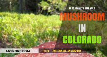 Selling Wild Mushrooms in Colorado: Legal or Illegal?