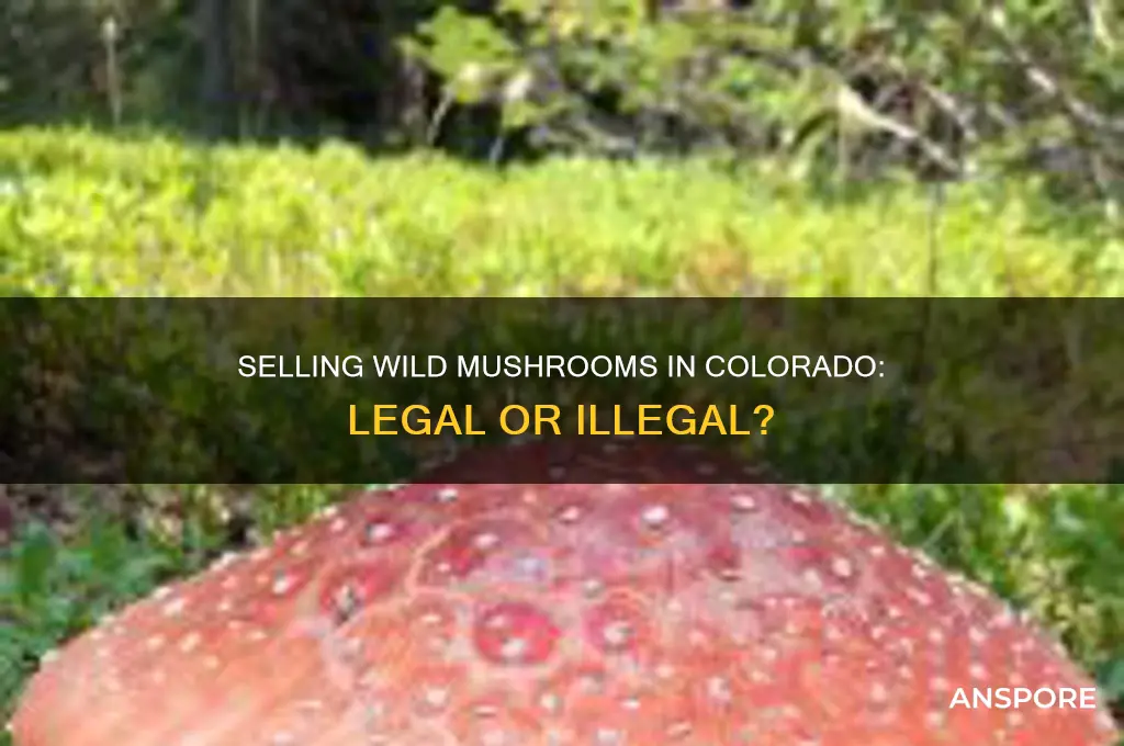 is ot legal to sell wild mushrooms in colorado