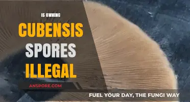 Is Owning Cubensis Spores Illegal? Understanding the Legal Landscape