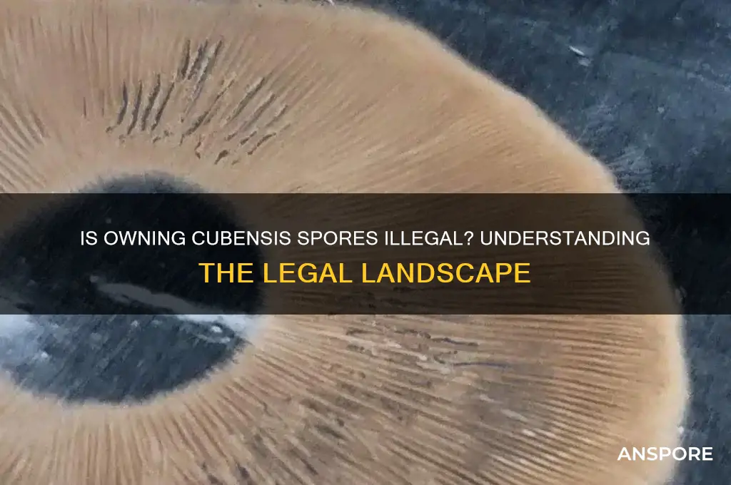 is owning cubensis spores illegal