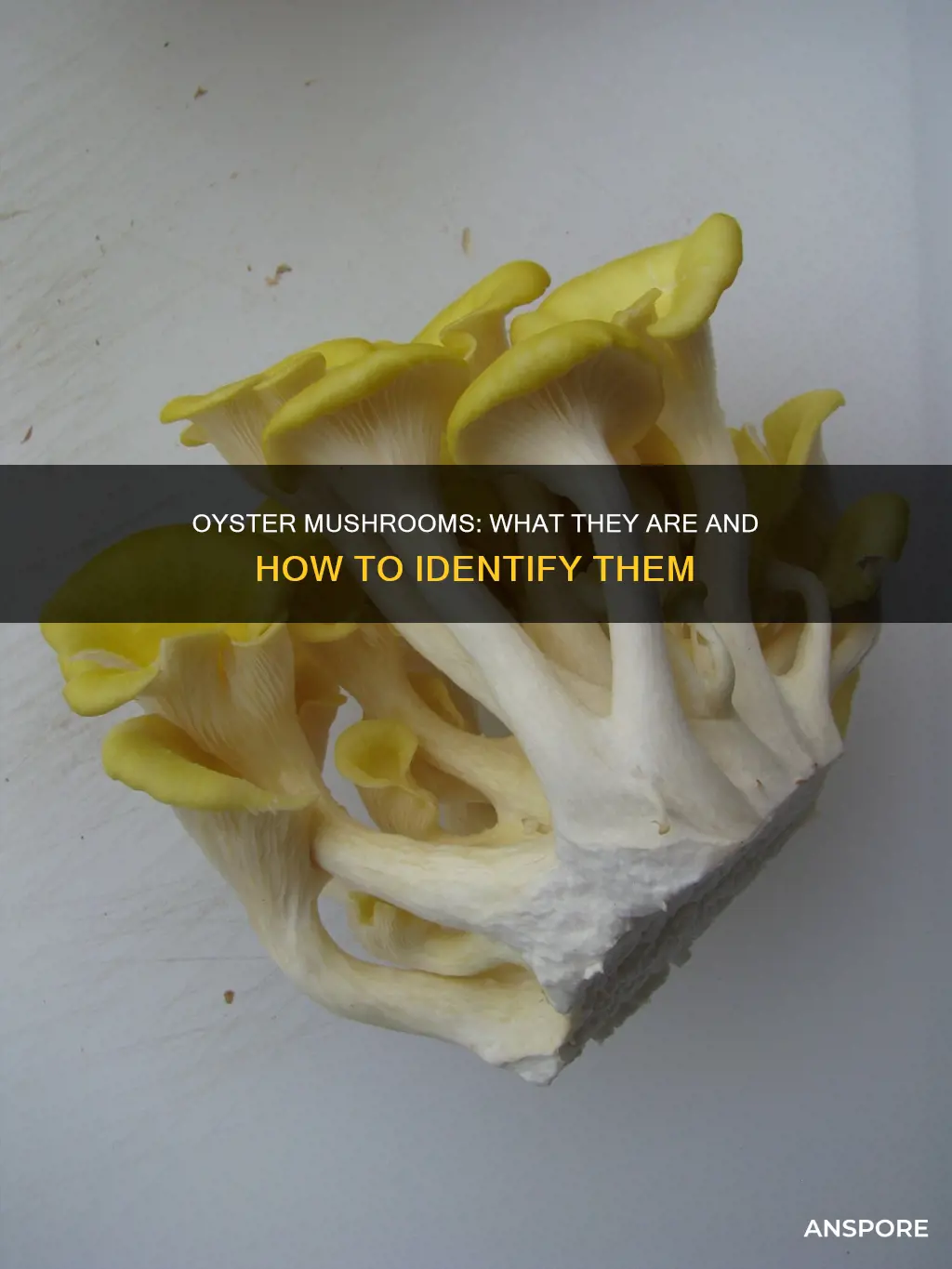 is oyster a mushroom