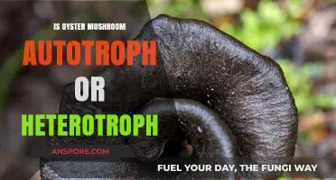 Oyster Mushroom Nutrition: Autotroph or Heterotroph? Unveiling the Truth