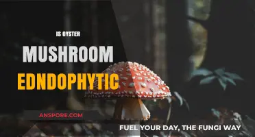 Oyster Mushrooms: Edible, Medicinal, and Endophytic