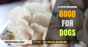Can Dogs Eat Oyster Mushrooms? Safety and Benefits Explained