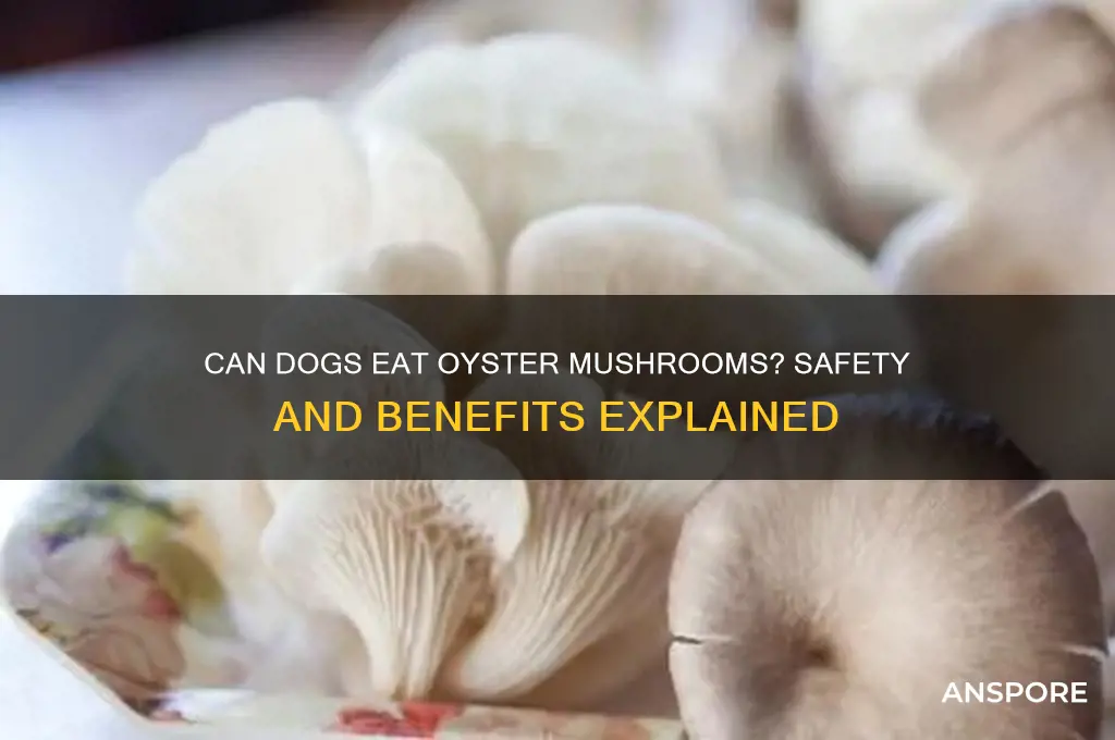 is oyster mushroom good for dogs