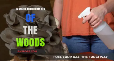 Oyster Mushroom vs. Hen of the Woods: Unraveling the Fungal Confusion