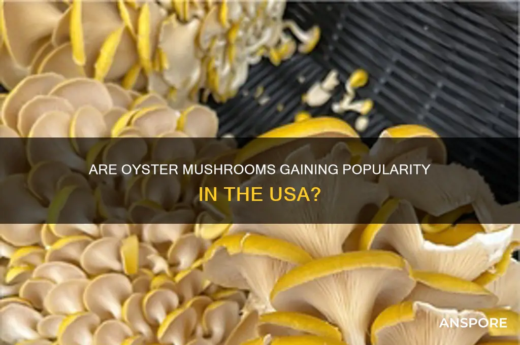 is oyster mushroom popular in usa