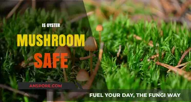 Oyster Mushrooms: Are They Safe to Eat?