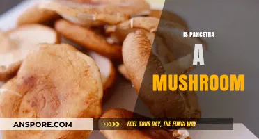 Mushroom Mystery: Pancetra's True Identity