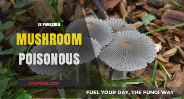 Is Parasola Mushroom Poisonous? Unveiling the Truth About This Fungus