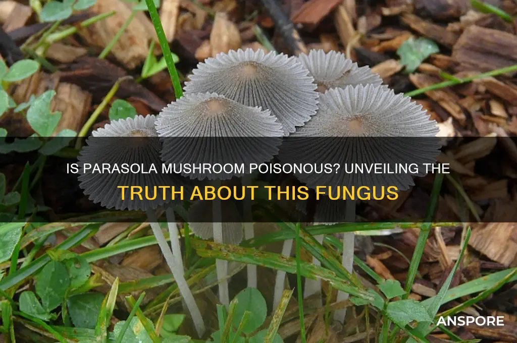 is parasola mushroom poisonous