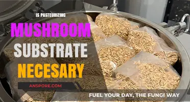 The Importance of Pasteurizing Mushroom Substrate