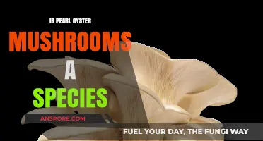 Pearl Oyster Mushrooms: Unraveling Their Species Classification Mystery