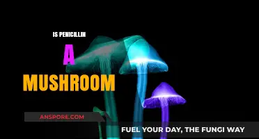 Penicillin's Mushroom Mystery: What's the Truth?