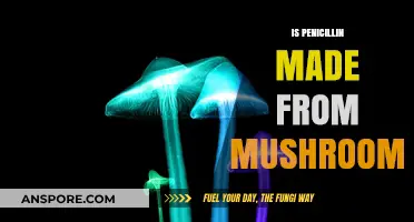 How Mushrooms Make Penicillin