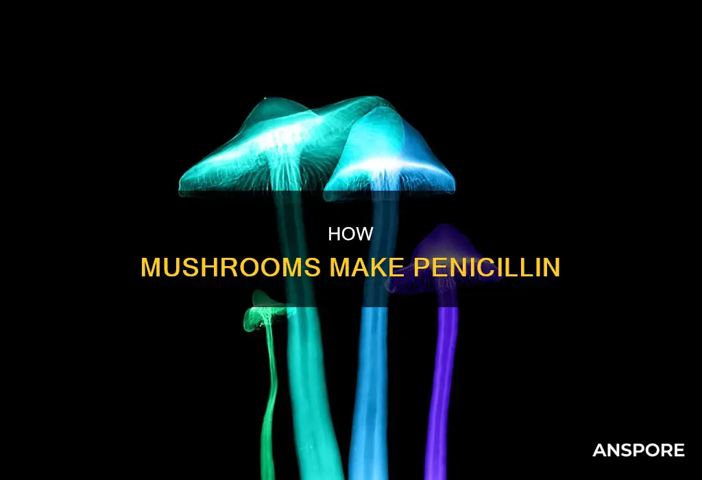 is penicillin made from mushrooms