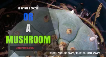 Peyote: Cactus or Mushroom? Unraveling the Botanical Mystery