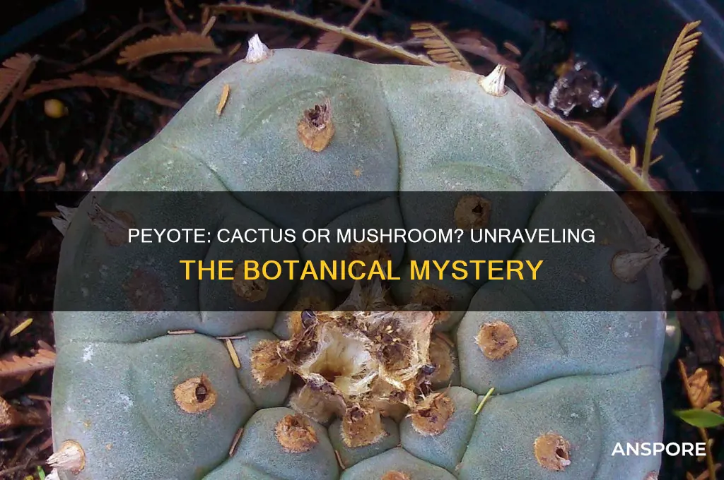 is peyote a cactus or a mushroom