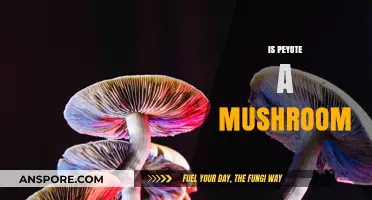 Peyote: Mushroom or Not?