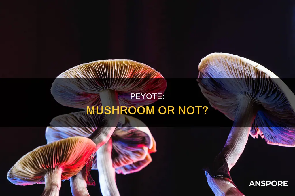 is peyote a mushroom