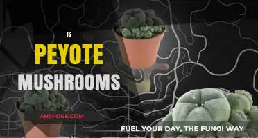 Psychedelics: Peyote and Mushrooms, a Spiritual Journey