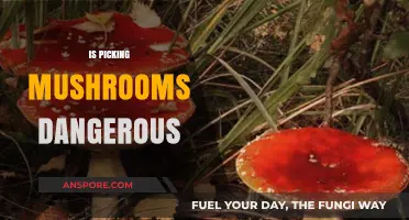 Mushroom Picking: A Dangerous Game for Amateurs