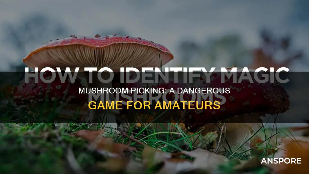 is picking mushrooms dangerous