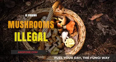 Mushroom Picking: Legal or Not?