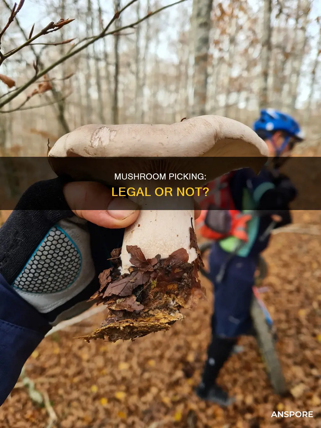 is picking mushrooms illegal