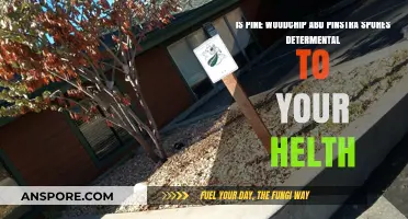 Pine Woodchips and Pinstra Spores: Are They Harmful to Your Health?