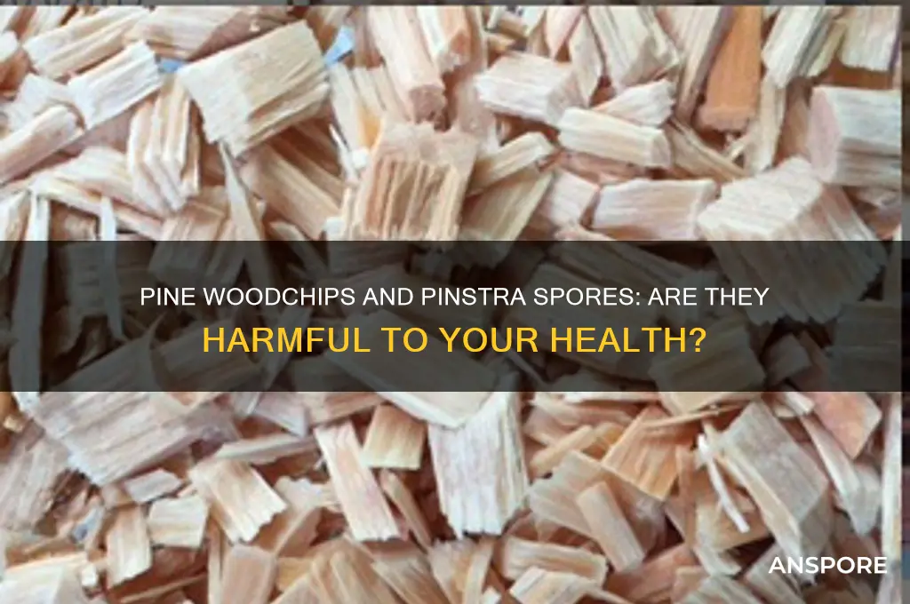 is pine woodchip abd pinstra spores determental to your helth
