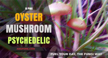 Psychedelic Pink Oyster Mushrooms: A Trippy Treat?