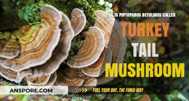 Is Piptoporus Betulinus the Turkey Tail Mushroom? Unraveling the Confusion