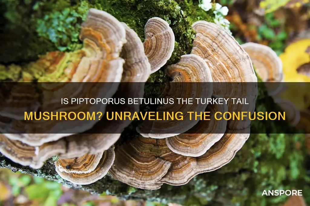 is piptoporus betulinus called turkey tail mushroom