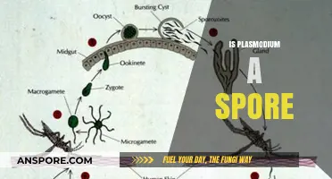 Is Plasmodium a Spore? Unraveling the Parasite's Life Cycle