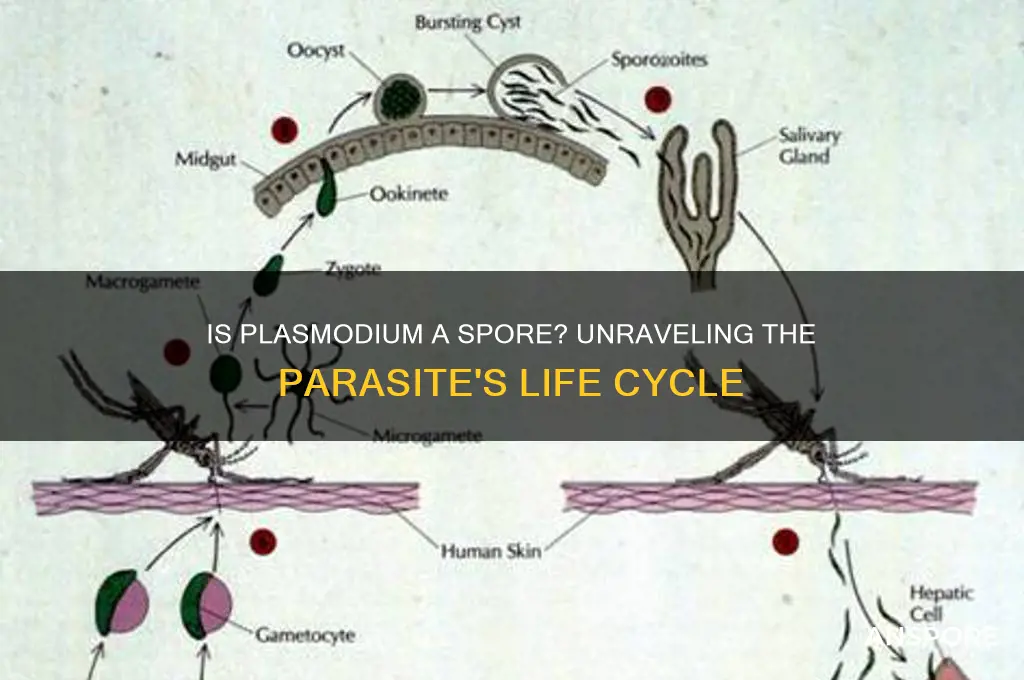 is plasmodium a spore
