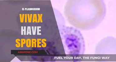Does Plasmodium Vivax Produce Spores? Unraveling the Parasite's Life Cycle
