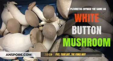 Pleurotus Eryngii vs. White Button Mushroom: Are They the Same?
