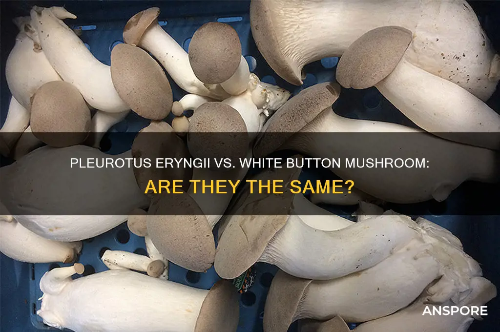 is pleurotus eryngii the same as white button mushroom