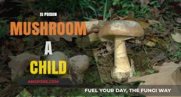 Poison Mushroom: Unraveling the Myth of Its Child-Like Nature