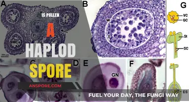 Is Pollen a Haploid Spore? Unraveling Plant Reproduction Mysteries