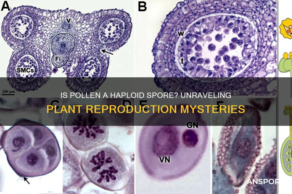 is pollen a haplod spore