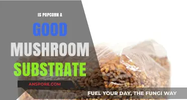Can Popcorn Serve as an Effective Mushroom Substrate? Exploring the Possibilities