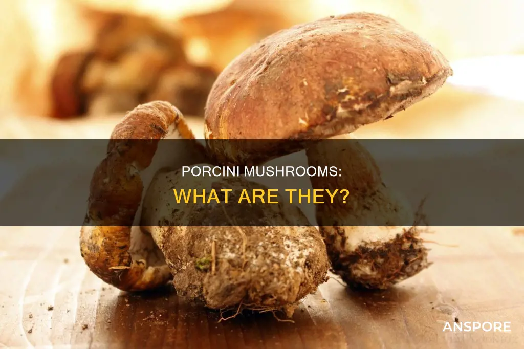 is porcini a mushroom