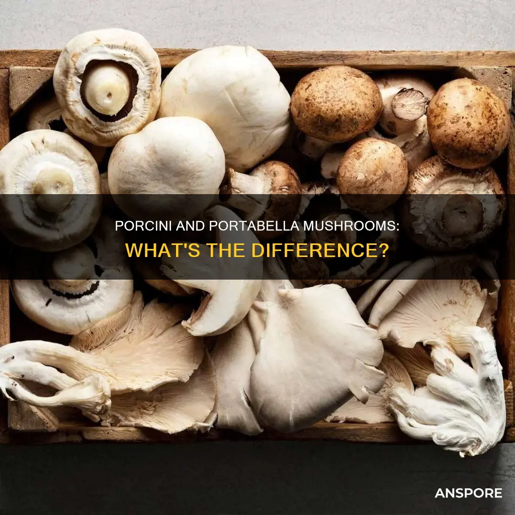 is porcini a portabella mushroom